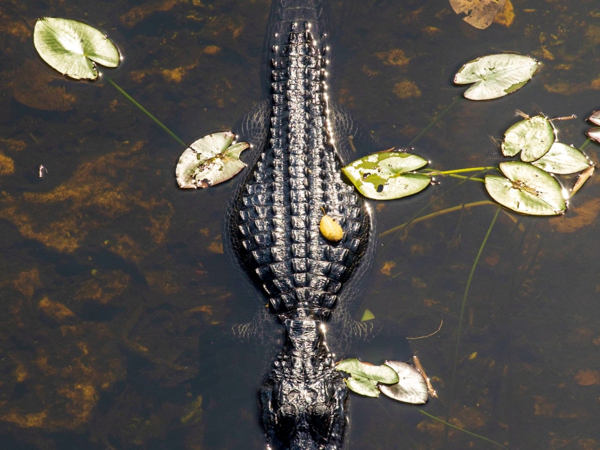 Everglades National Park
