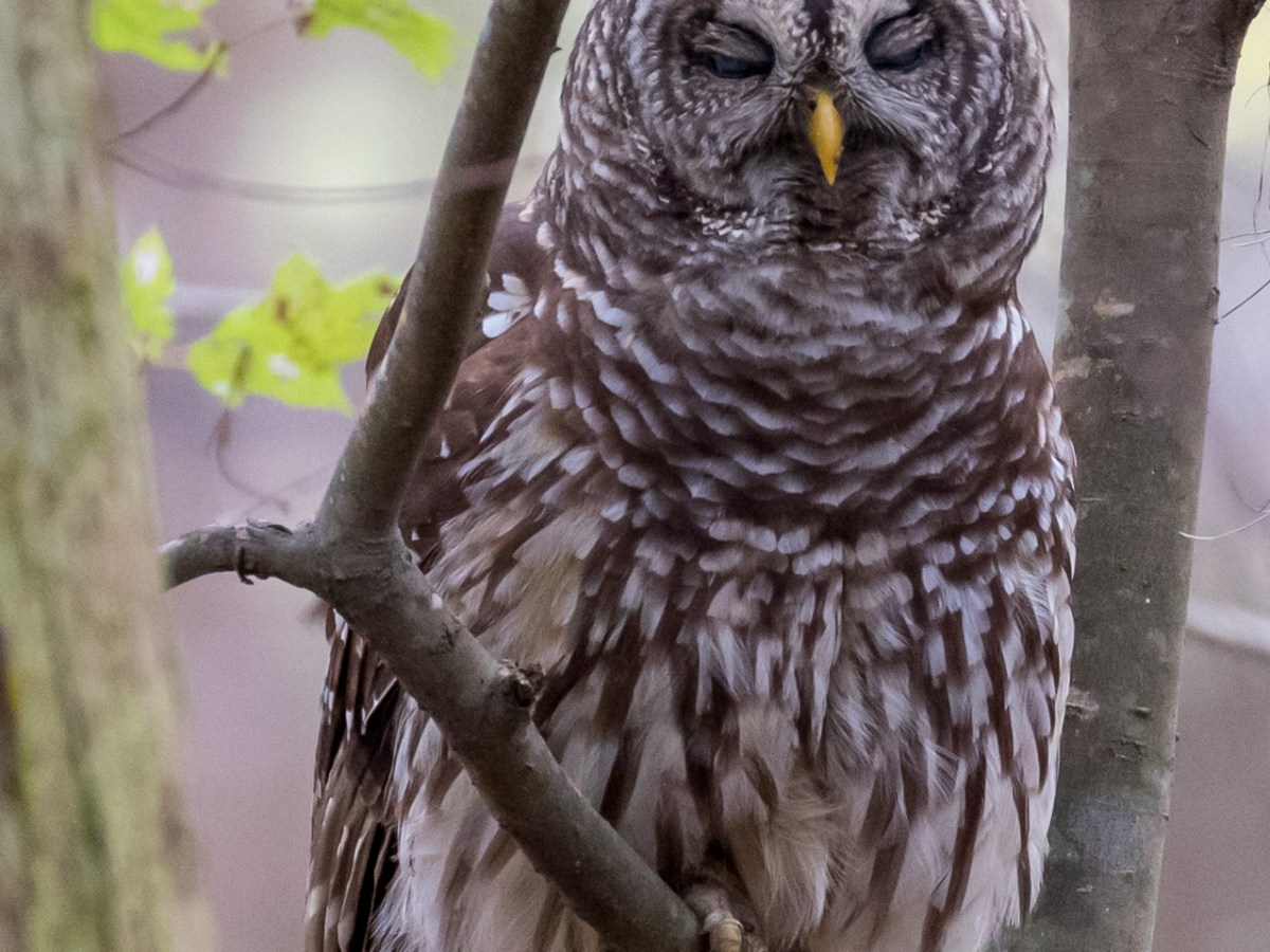Congaree National Park