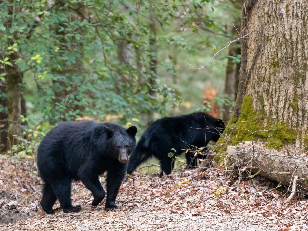 Great Smoky Mountains National&nbsp;Park